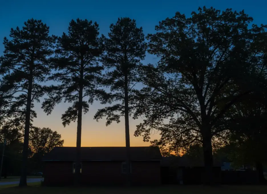 Tall pines and an oak against a summer dusk sky above a low brick roofline